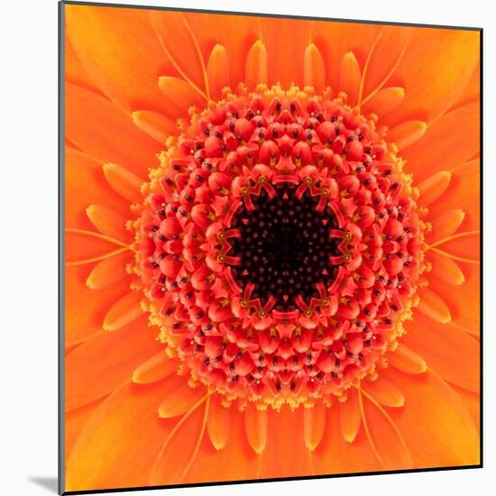 Orange Concentric Flower Center: Mandala Kaleidoscopic Design-tr3gi-Mounted Art Print