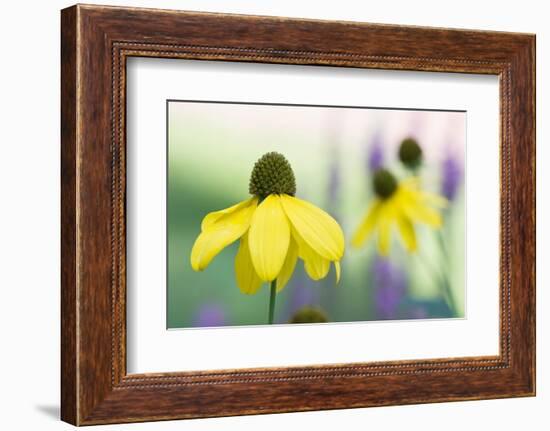 Orange coneflower-Edwin Giesbers-Framed Photographic Print