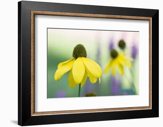 Orange coneflower-Edwin Giesbers-Framed Photographic Print