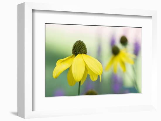 Orange coneflower-Edwin Giesbers-Framed Photographic Print