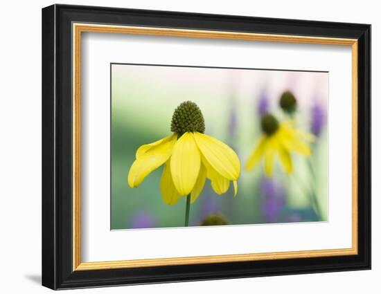 Orange coneflower-Edwin Giesbers-Framed Photographic Print