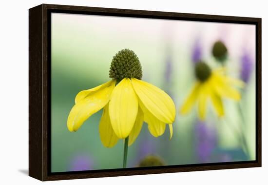 Orange coneflower-Edwin Giesbers-Framed Premier Image Canvas