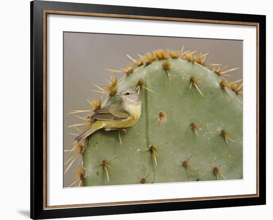 Orange-Crowned Warbler, Texas, USA-Larry Ditto-Framed Photographic Print