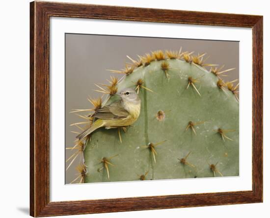 Orange-Crowned Warbler, Texas, USA-Larry Ditto-Framed Photographic Print