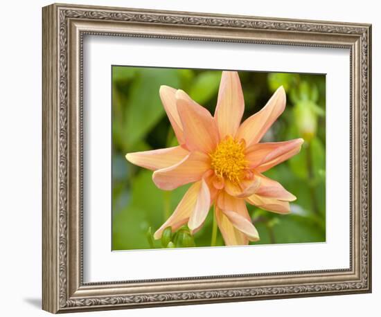 Orange Dahlia, England-Paul Thompson-Framed Photographic Print