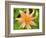 Orange Dahlia, England-Paul Thompson-Framed Photographic Print