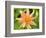 Orange Dahlia, England-Paul Thompson-Framed Photographic Print