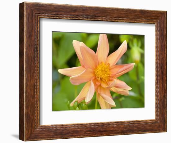 Orange Dahlia, England-Paul Thompson-Framed Photographic Print