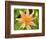 Orange Dahlia, England-Paul Thompson-Framed Photographic Print