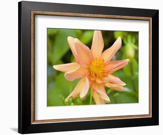 Orange Dahlia, England-Paul Thompson-Framed Photographic Print