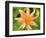 Orange Dahlia, England-Paul Thompson-Framed Photographic Print