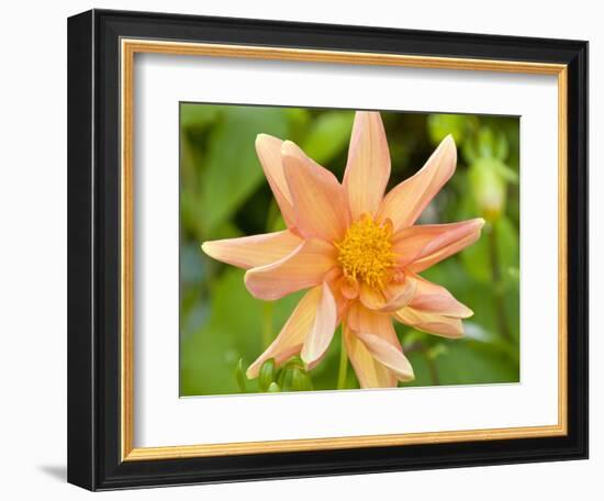 Orange Dahlia, England-Paul Thompson-Framed Photographic Print