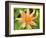 Orange Dahlia, England-Paul Thompson-Framed Photographic Print