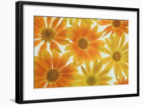 Orange Daisies-Cora Niele-Framed Photographic Print