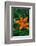 Orange daylily in Whitefish, Montana, USA-Chuck Haney-Framed Photographic Print