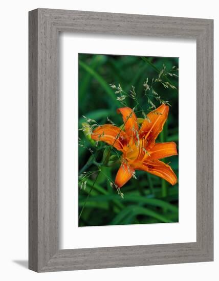 Orange daylily in Whitefish, Montana, USA-Chuck Haney-Framed Photographic Print