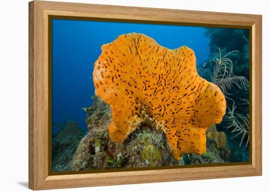 Orange Elephant Ear Sponge (Agelas Clathrodes) Santa Lucia-Franco Banfi-Framed Premier Image Canvas