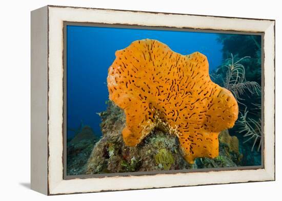 Orange Elephant Ear Sponge (Agelas Clathrodes) Santa Lucia-Franco Banfi-Framed Premier Image Canvas