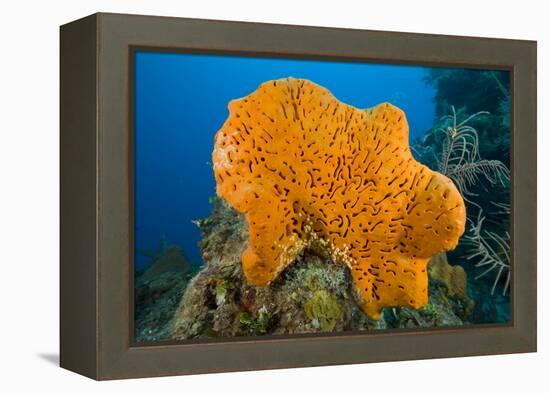 Orange Elephant Ear Sponge (Agelas Clathrodes) Santa Lucia-Franco Banfi-Framed Premier Image Canvas