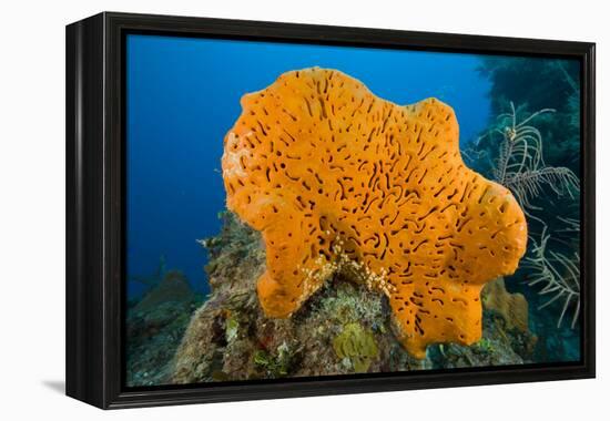 Orange Elephant Ear Sponge (Agelas Clathrodes) Santa Lucia-Franco Banfi-Framed Premier Image Canvas