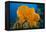 Orange Elephant Ear Sponge (Agelas Clathrodes) Santa Lucia-Franco Banfi-Framed Premier Image Canvas