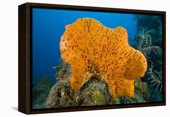 Orange Elephant Ear Sponge (Agelas Clathrodes) Santa Lucia-Franco Banfi-Framed Premier Image Canvas