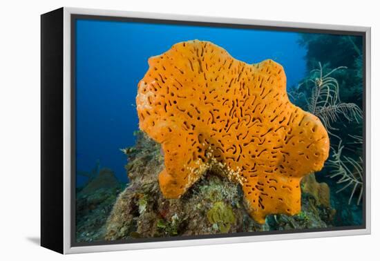 Orange Elephant Ear Sponge (Agelas Clathrodes) Santa Lucia-Franco Banfi-Framed Premier Image Canvas