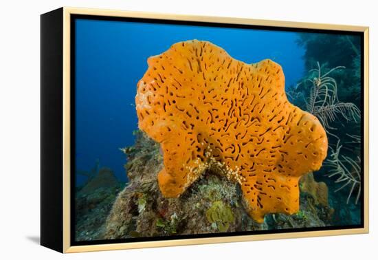 Orange Elephant Ear Sponge (Agelas Clathrodes) Santa Lucia-Franco Banfi-Framed Premier Image Canvas