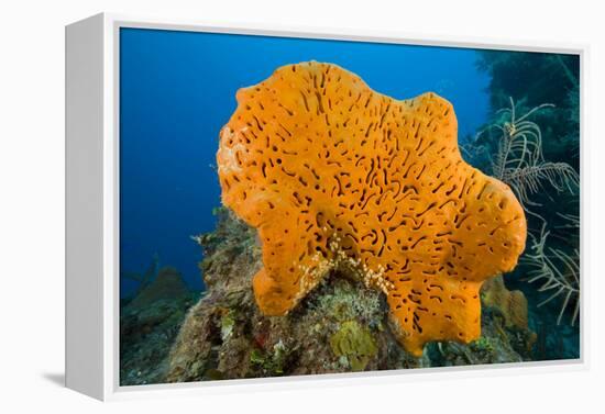 Orange Elephant Ear Sponge (Agelas Clathrodes) Santa Lucia-Franco Banfi-Framed Premier Image Canvas