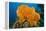 Orange Elephant Ear Sponge (Agelas Clathrodes) Santa Lucia-Franco Banfi-Framed Premier Image Canvas
