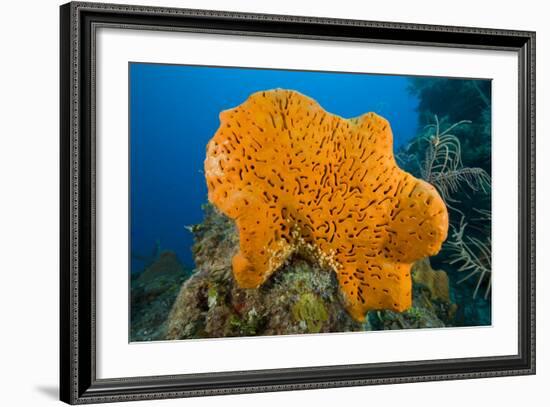 Orange Elephant Ear Sponge (Agelas Clathrodes) Santa Lucia-Franco Banfi-Framed Photographic Print