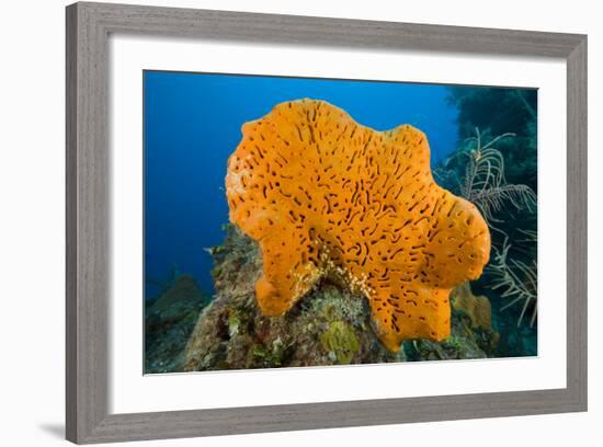 Orange Elephant Ear Sponge (Agelas Clathrodes) Santa Lucia-Franco Banfi-Framed Photographic Print