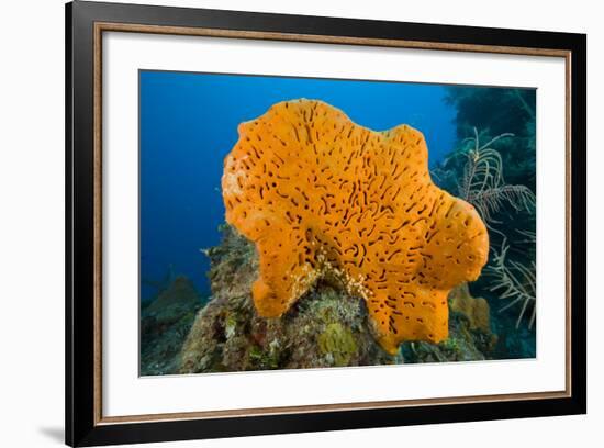 Orange Elephant Ear Sponge (Agelas Clathrodes) Santa Lucia-Franco Banfi-Framed Photographic Print