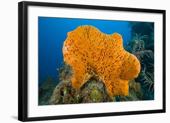 Orange Elephant Ear Sponge (Agelas Clathrodes) Santa Lucia-Franco Banfi-Framed Photographic Print