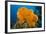 Orange Elephant Ear Sponge (Agelas Clathrodes) Santa Lucia-Franco Banfi-Framed Photographic Print