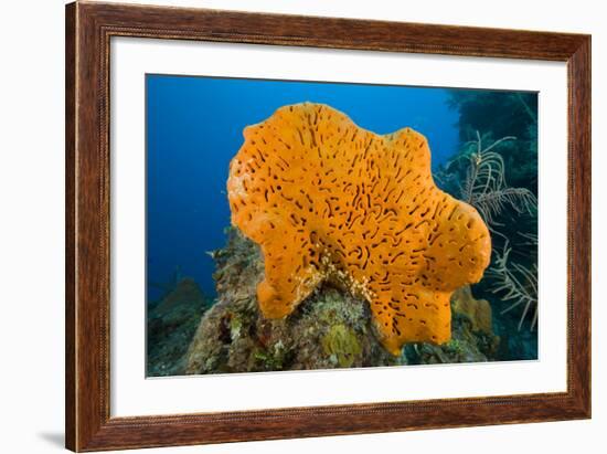 Orange Elephant Ear Sponge (Agelas Clathrodes) Santa Lucia-Franco Banfi-Framed Photographic Print