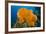 Orange Elephant Ear Sponge (Agelas Clathrodes) Santa Lucia-Franco Banfi-Framed Photographic Print