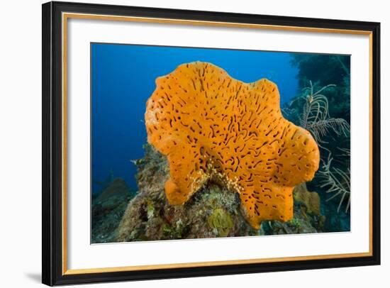 Orange Elephant Ear Sponge (Agelas Clathrodes) Santa Lucia-Franco Banfi-Framed Photographic Print