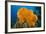 Orange Elephant Ear Sponge (Agelas Clathrodes) Santa Lucia-Franco Banfi-Framed Photographic Print