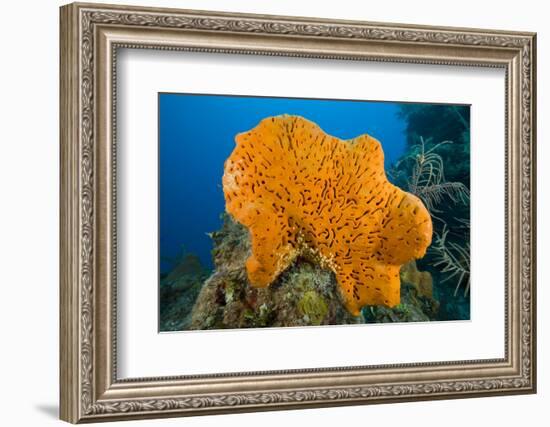 Orange Elephant Ear Sponge (Agelas Clathrodes) Santa Lucia-Franco Banfi-Framed Photographic Print