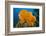 Orange Elephant Ear Sponge (Agelas Clathrodes) Santa Lucia-Franco Banfi-Framed Photographic Print