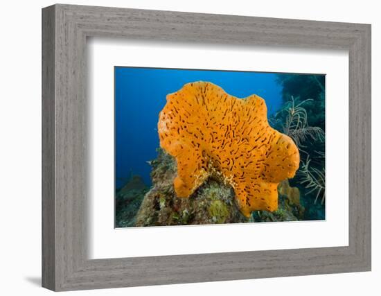 Orange Elephant Ear Sponge (Agelas Clathrodes) Santa Lucia-Franco Banfi-Framed Photographic Print