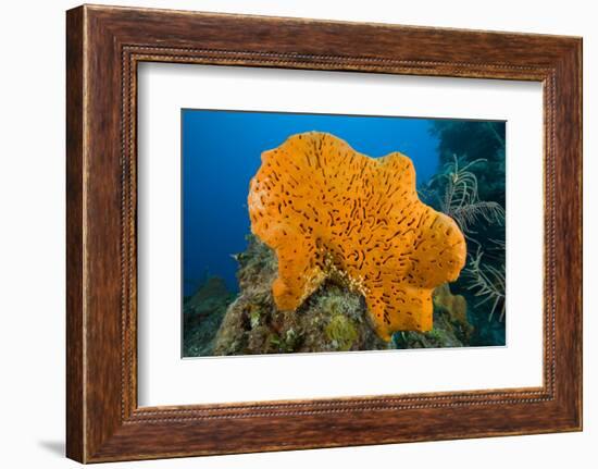 Orange Elephant Ear Sponge (Agelas Clathrodes) Santa Lucia-Franco Banfi-Framed Photographic Print