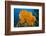 Orange Elephant Ear Sponge (Agelas Clathrodes) Santa Lucia-Franco Banfi-Framed Photographic Print