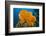 Orange Elephant Ear Sponge (Agelas Clathrodes) Santa Lucia-Franco Banfi-Framed Photographic Print