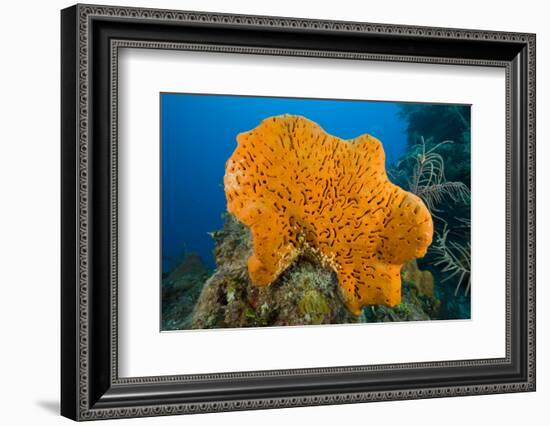 Orange Elephant Ear Sponge (Agelas Clathrodes) Santa Lucia-Franco Banfi-Framed Photographic Print