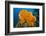 Orange Elephant Ear Sponge (Agelas Clathrodes) Santa Lucia-Franco Banfi-Framed Photographic Print