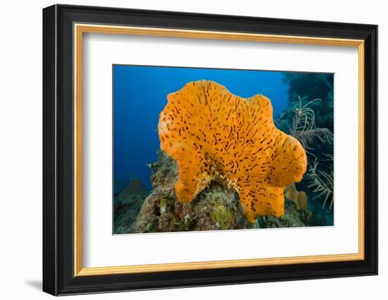 Orange Elephant Ear Sponge (Agelas Clathrodes) Santa Lucia-Franco Banfi-Framed Photographic Print