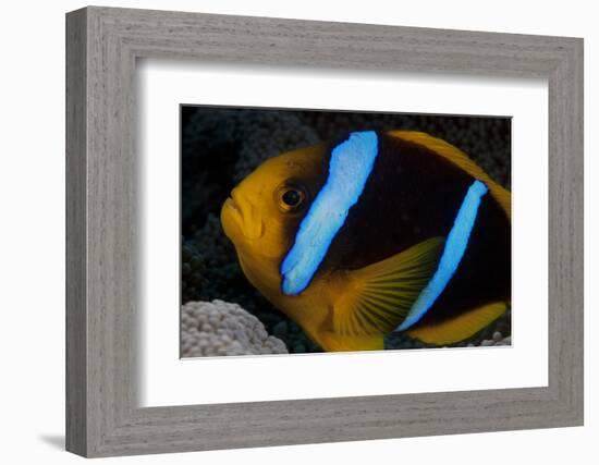 Orange-Fin Anenomefish in its Host Anenome, Fiji-Stocktrek Images-Framed Photographic Print