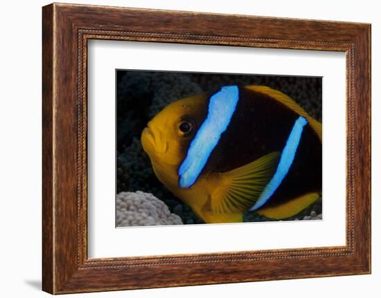 Orange-Fin Anenomefish in its Host Anenome, Fiji-Stocktrek Images-Framed Photographic Print